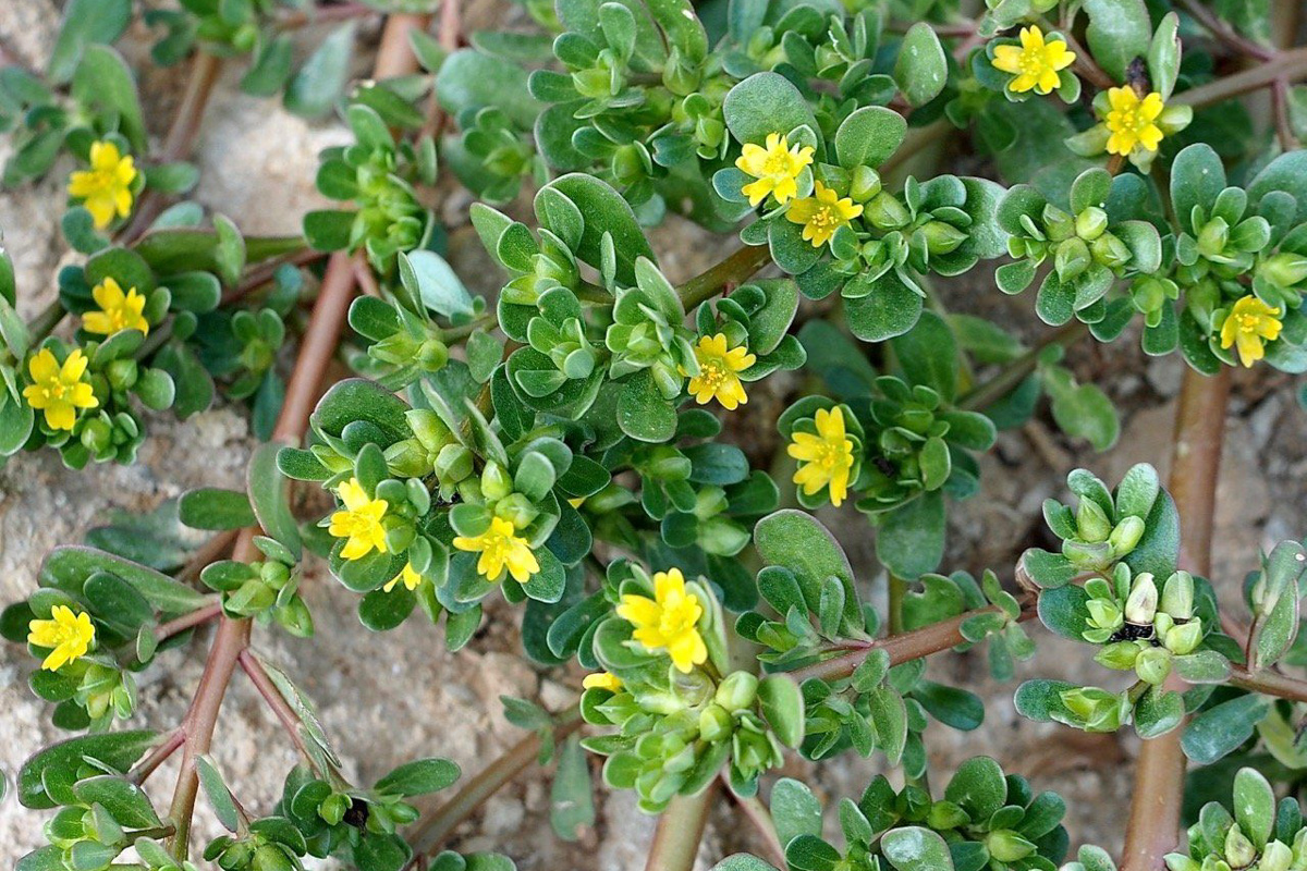 Portulaca oleracea