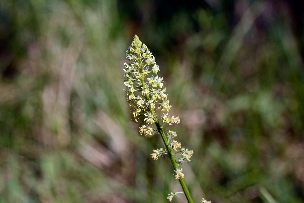 Reseda lutea