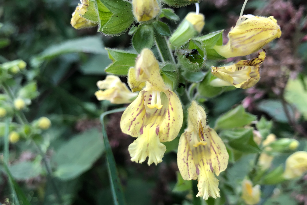 Salvia glutinosa
