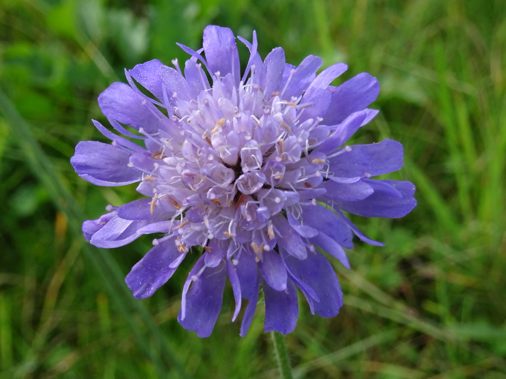 Scabiosa triandra